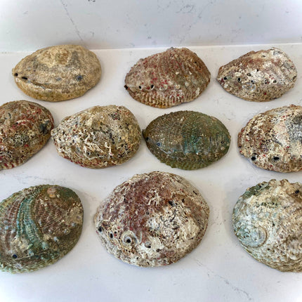 Abalone Shell Smudge Bowls (Large)