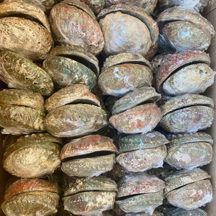 Abalone Shell Smudge Bowls (Large)