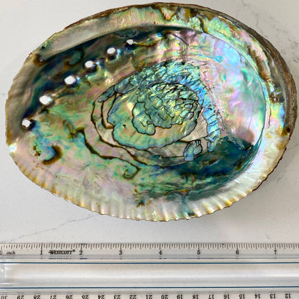 Abalone Shell Smudge Bowls (Large)